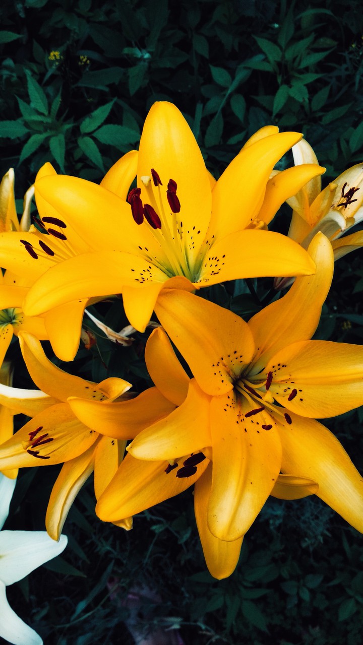 lily