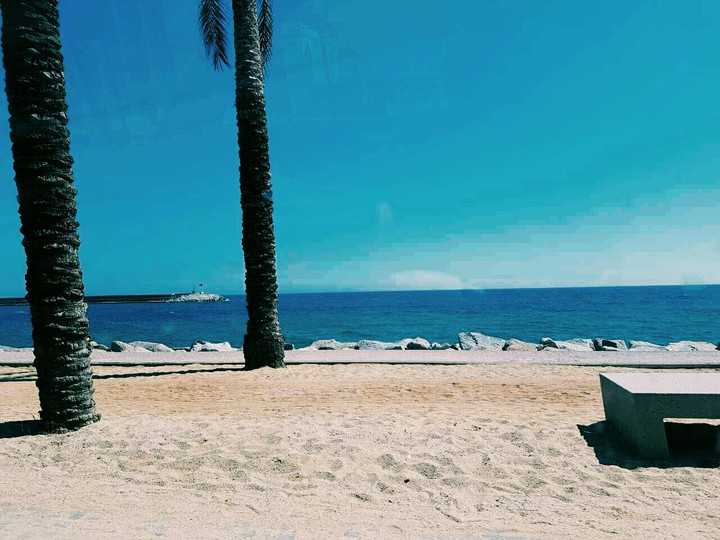 Palm beautiful sea