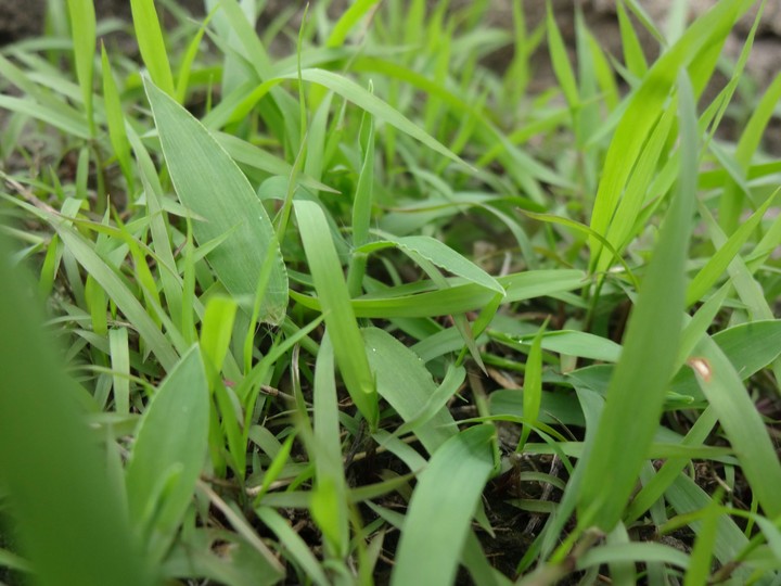 Lawn Grass