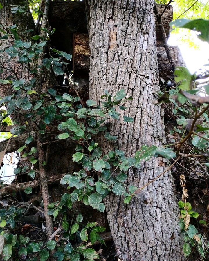 only tree