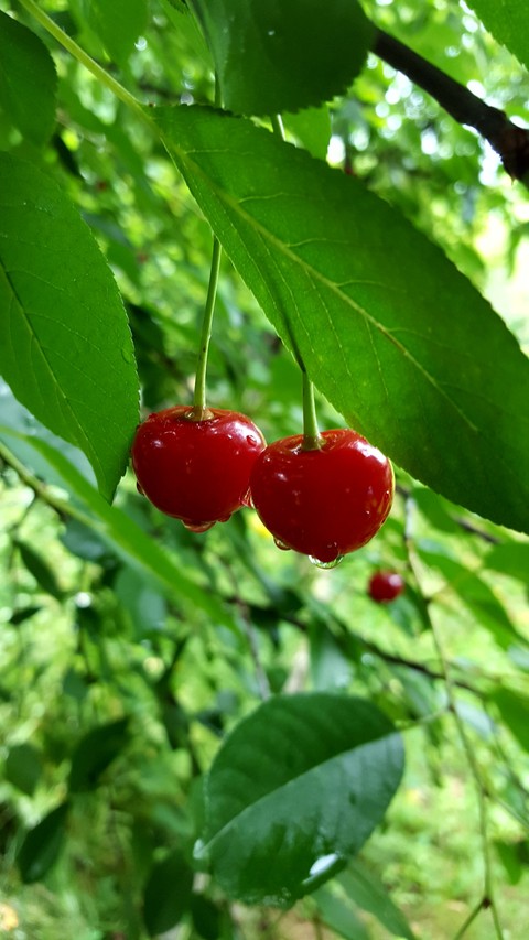 sfondi fruit, flower