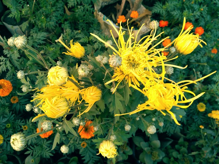 Flowers