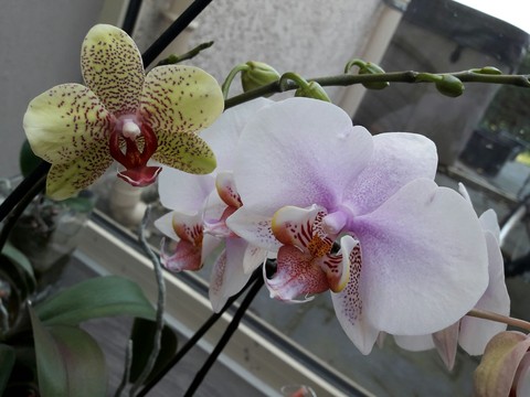 orchidées verte et rose