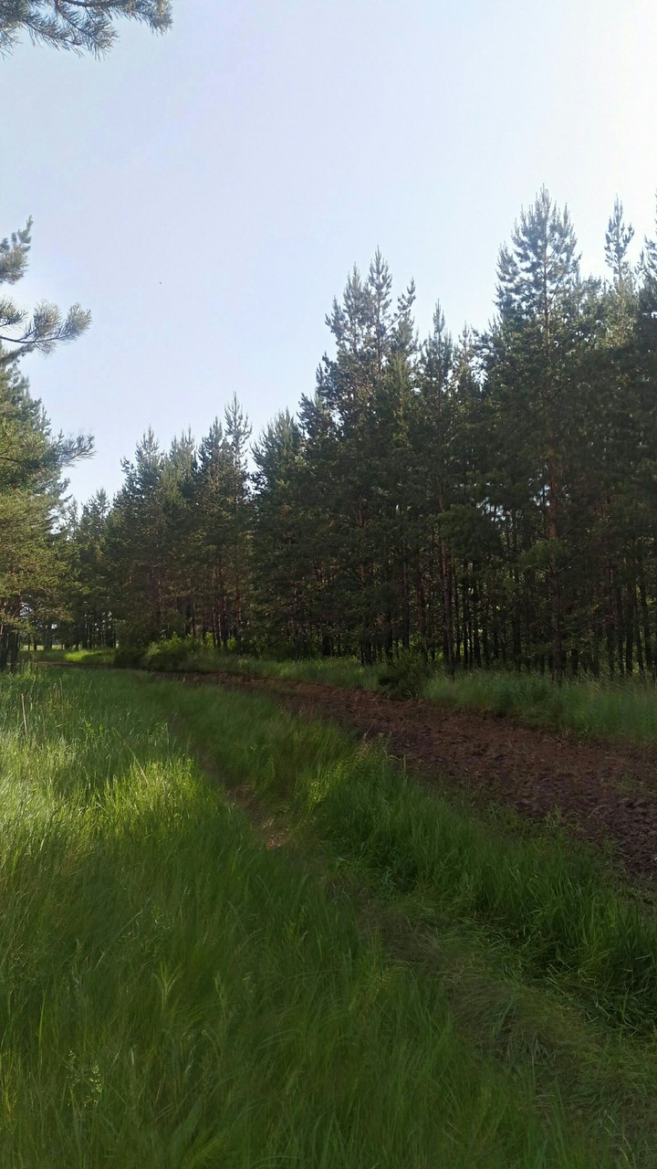 Лес