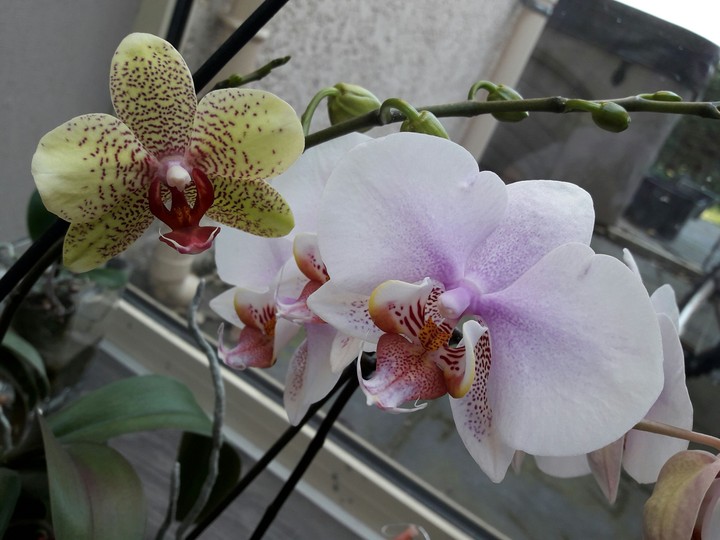 orchidées verte et rose