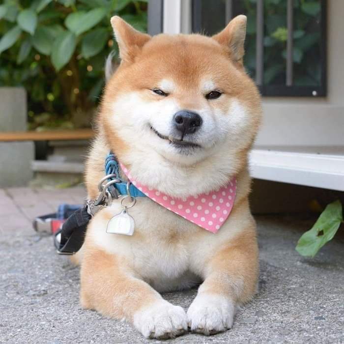 시바견
