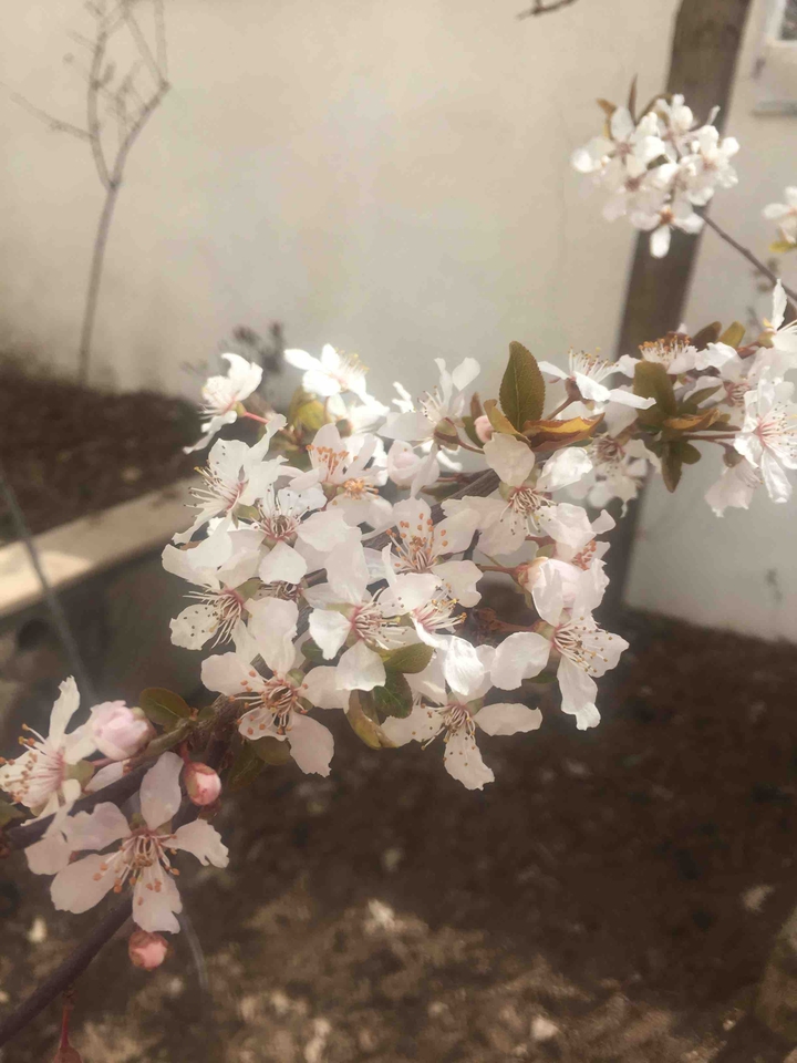 spring ?