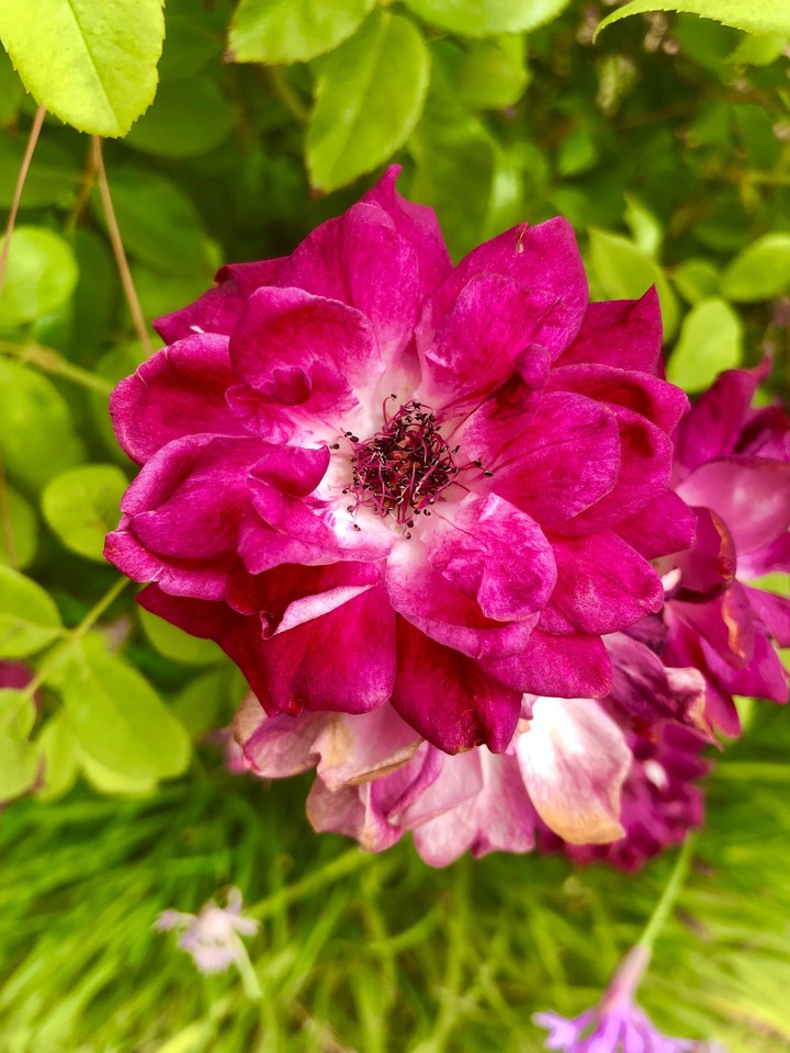 Jardín Floral
