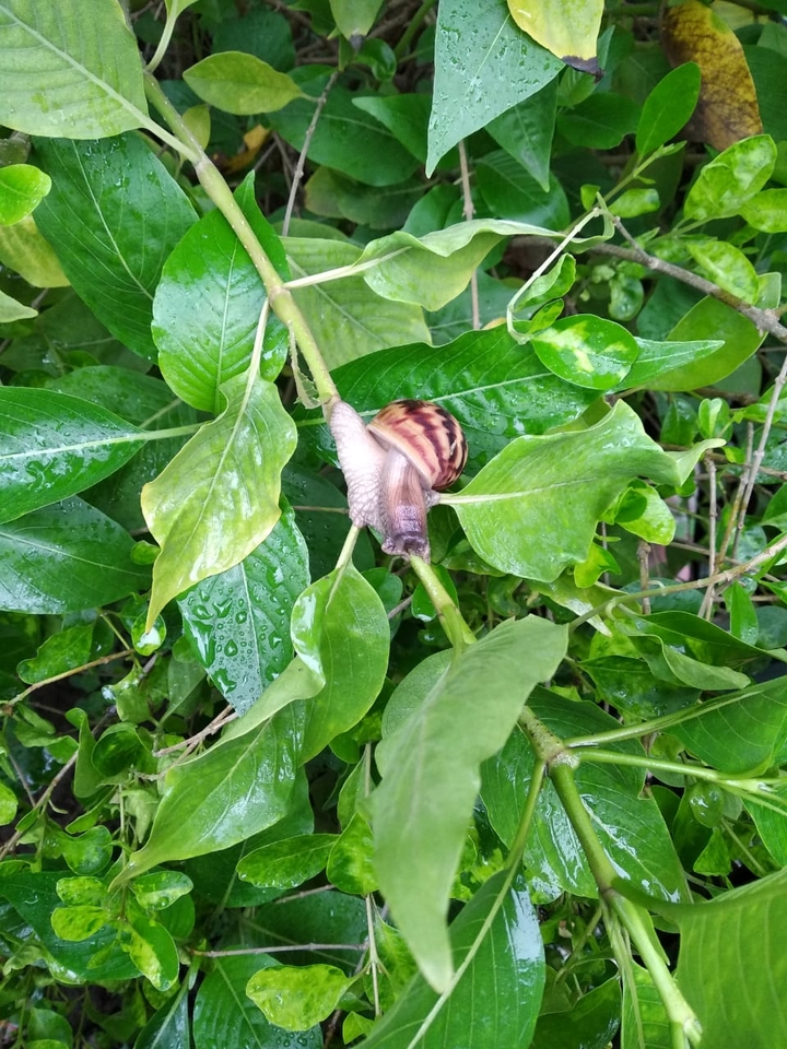 nature : snàilß