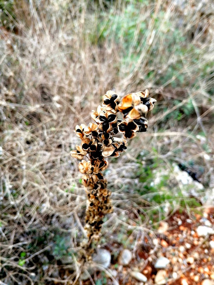 Dried flower
