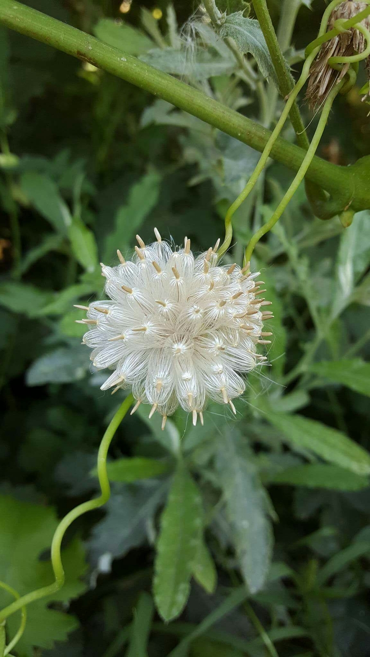 Karahindiba