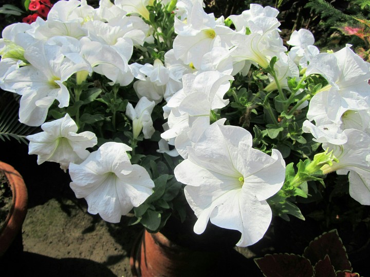white flower