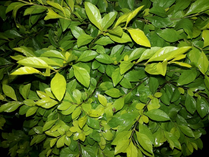 shrub