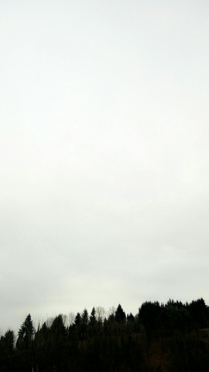 tree landscape