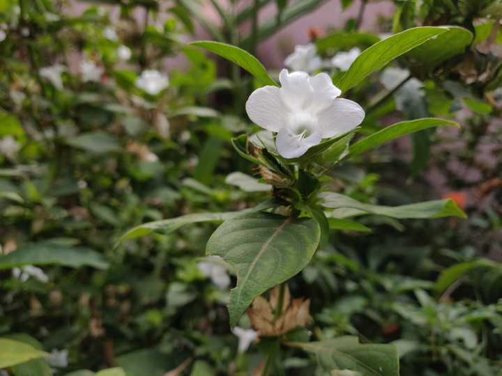 flower