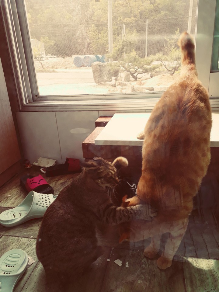 cat Fight_ 2