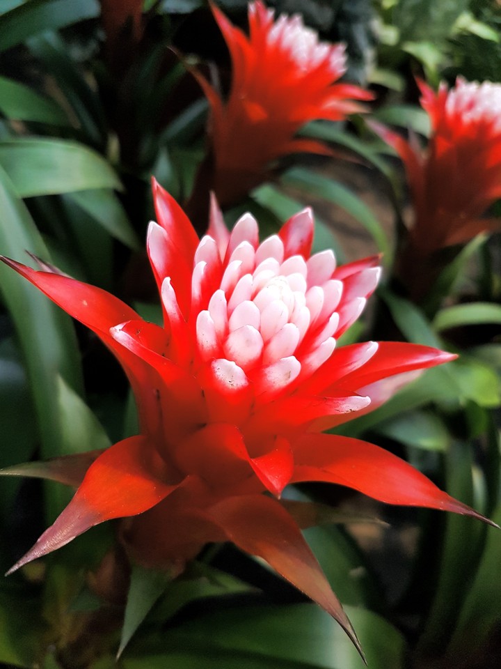 Fiery Flower
