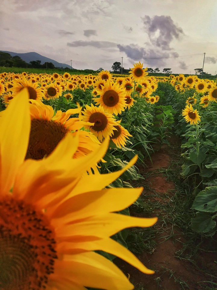 The Earth laughs in flowers
