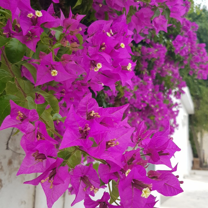 flower