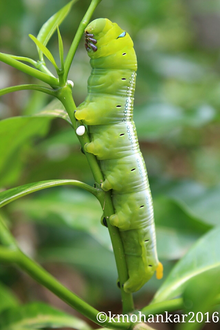 A Caterpillar