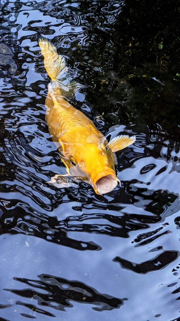 鯉