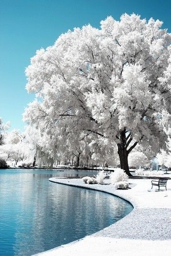 plant, spring wallpapers