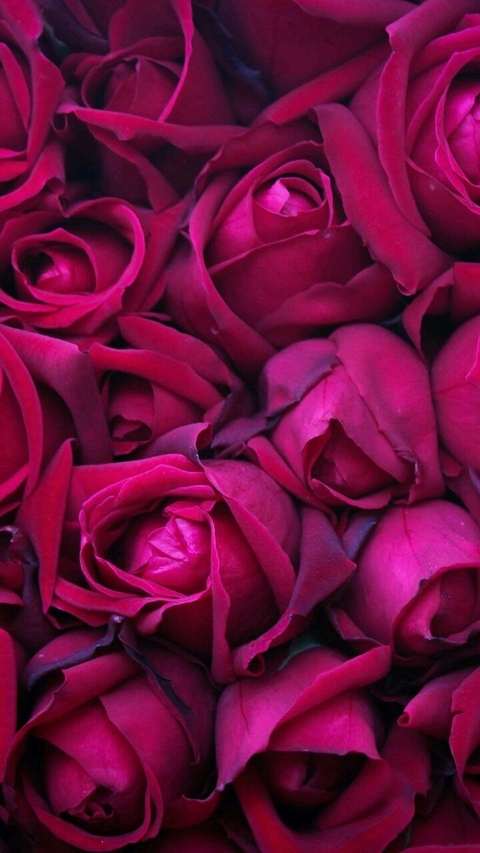 magenta, flower duvar kağıtları