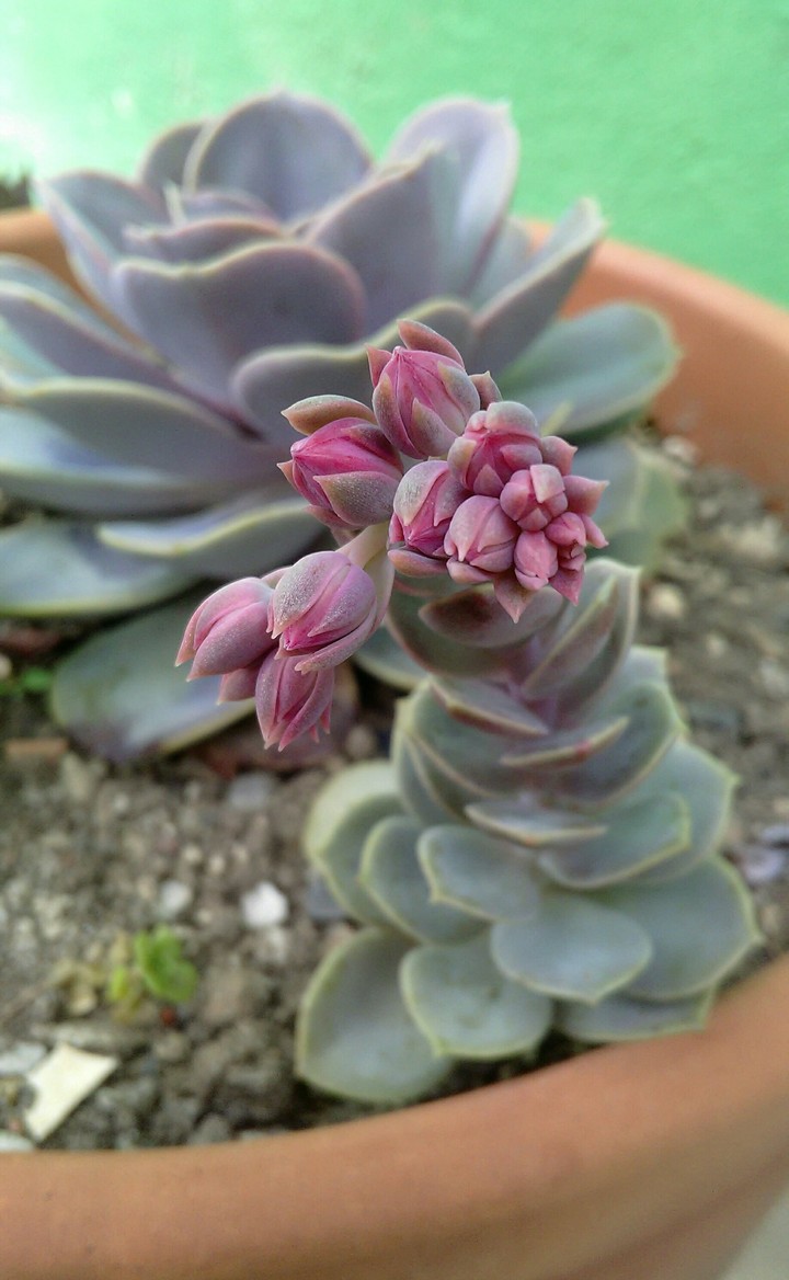 Suculentas