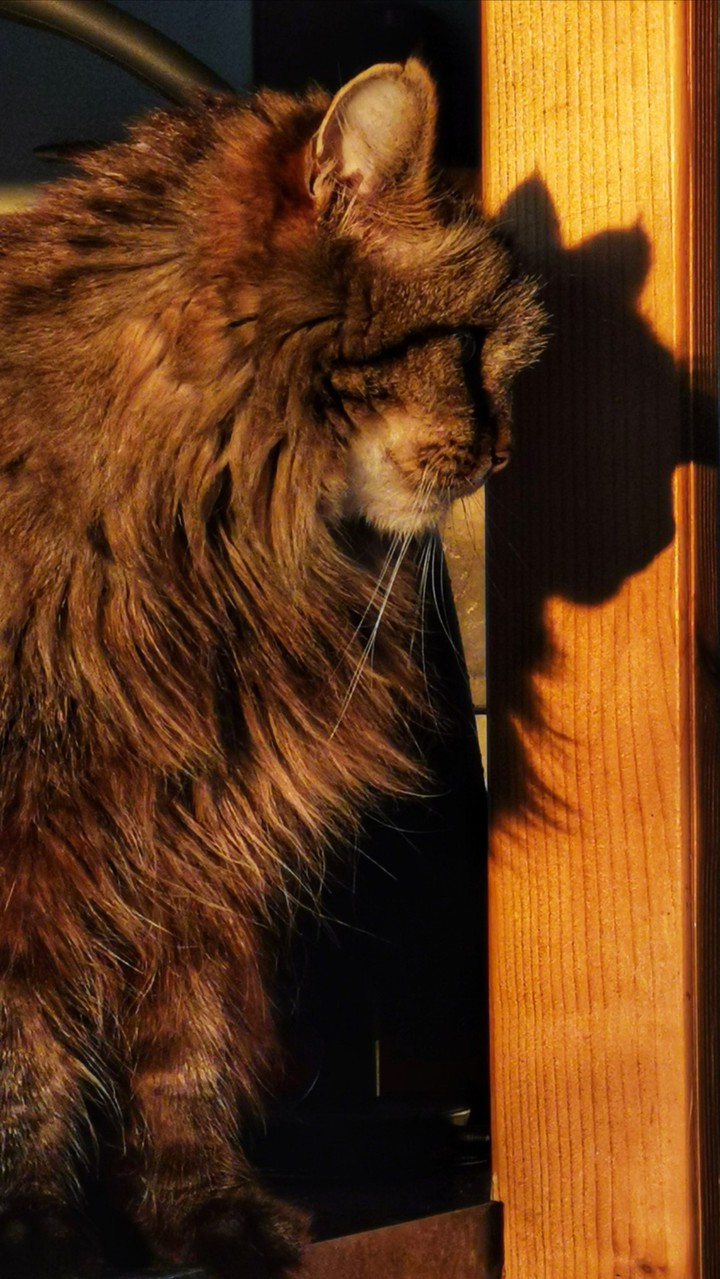 Nala my cat