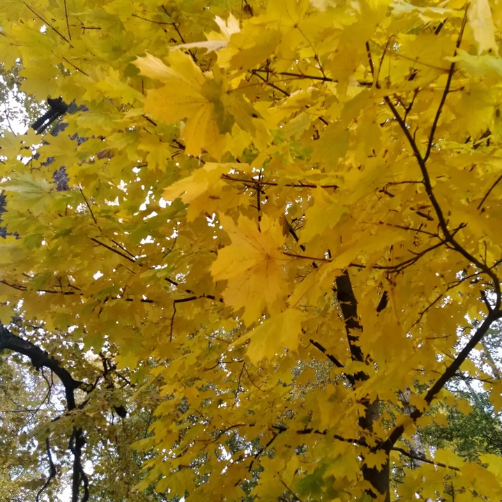 maple