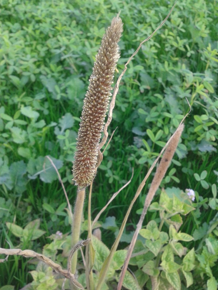 click from fields