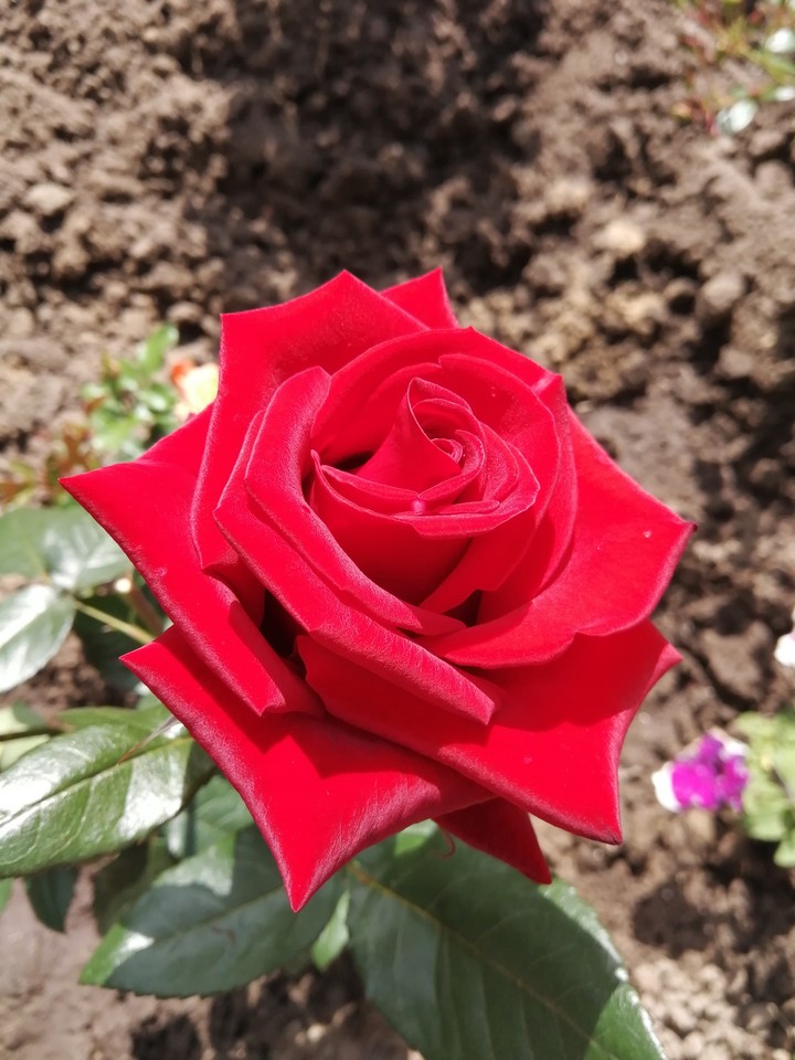 rose