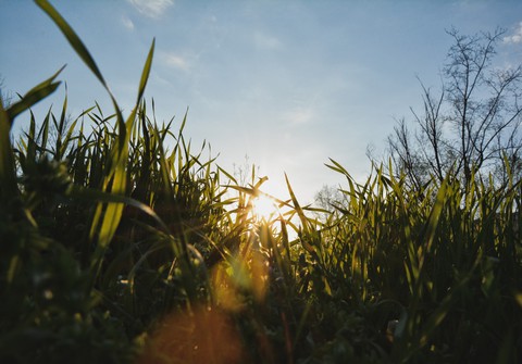 Grass ?