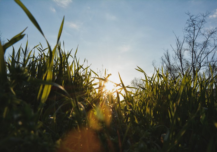 Grass ?