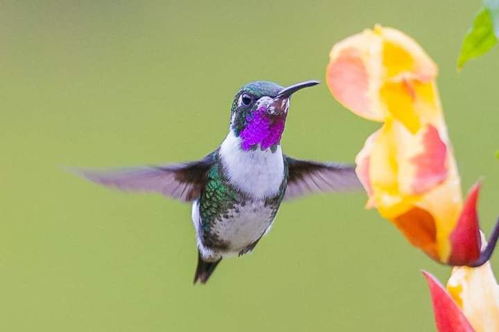 Flying bird