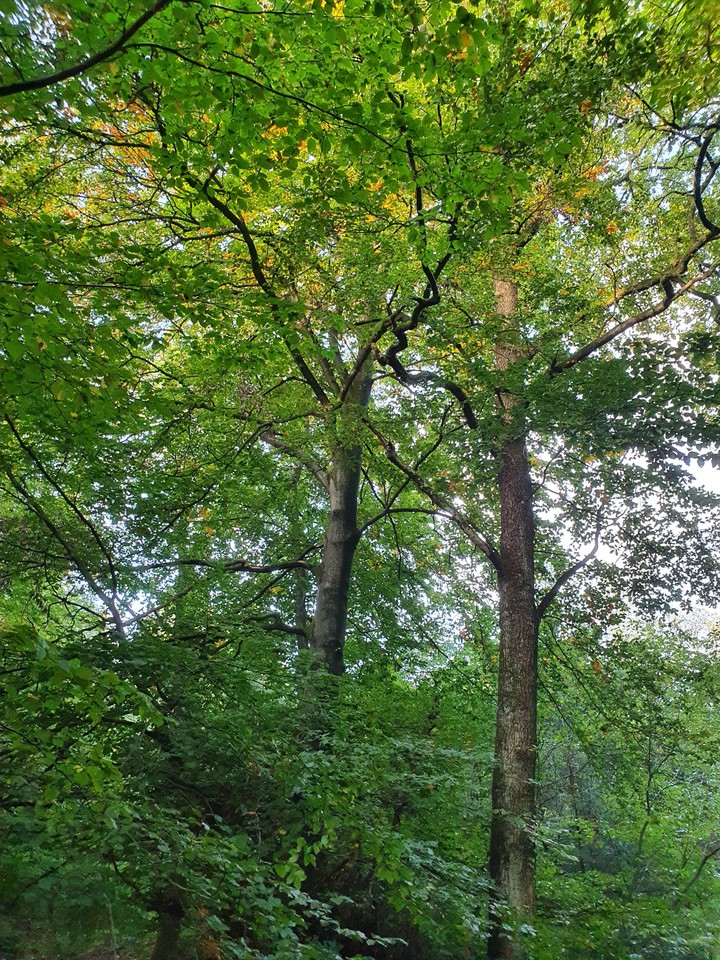 forest