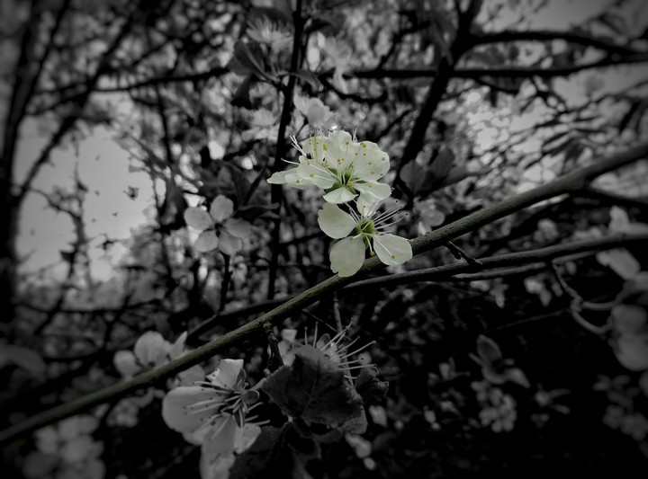 spring