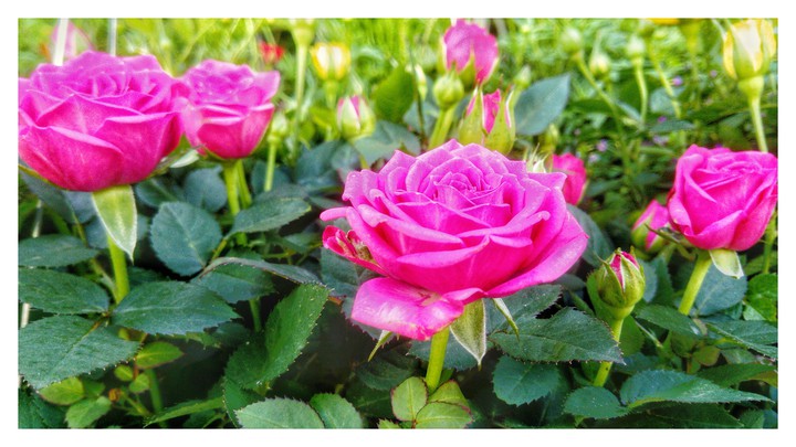 rose