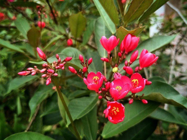 Backyard Treasure - red flower