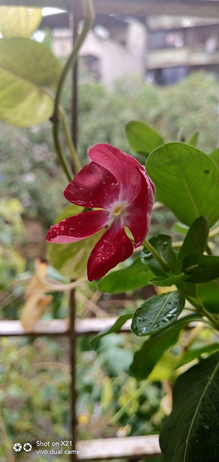 nature rain