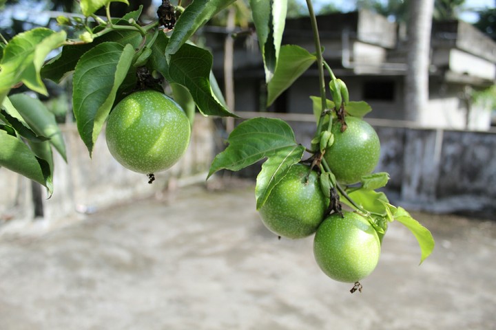 freshen fruit