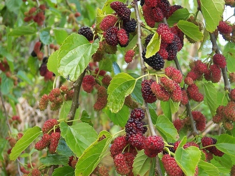 Ingredient, produce Hintergrundbilder