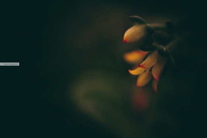 Succulent's flowers