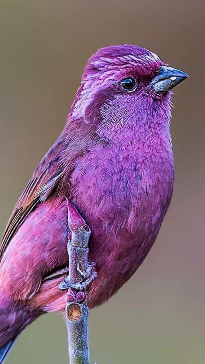 bird..
