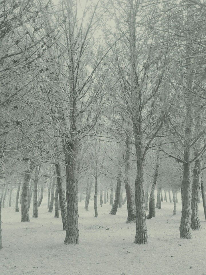 forest in winter...