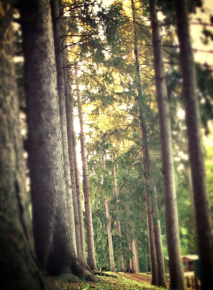 camp ground trees