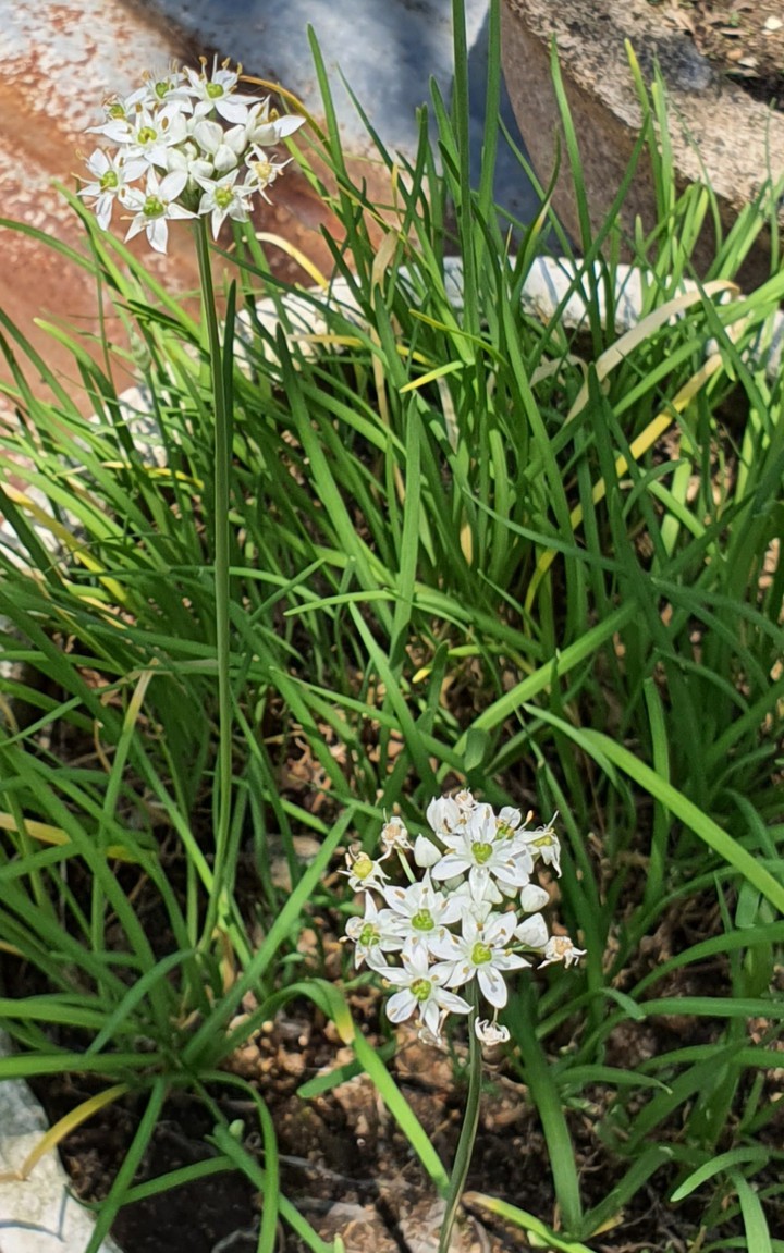 Hẹ