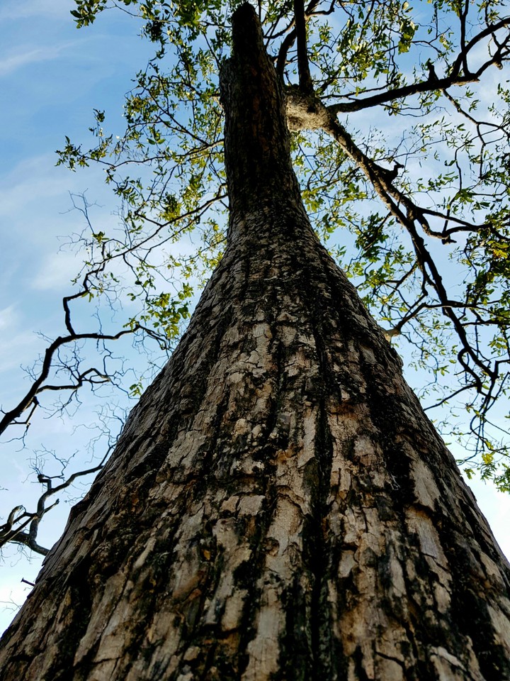 tree of life