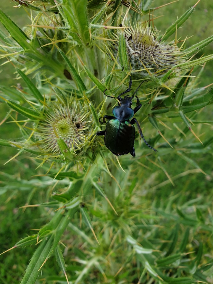 insect