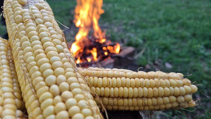 Corn